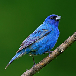 A blue bird
