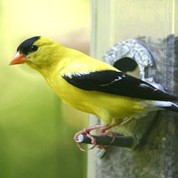 A yellow bird