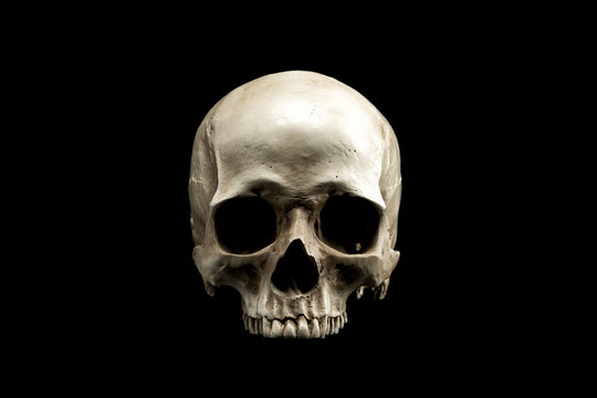 A human skull