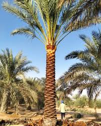 Datepalm Tree