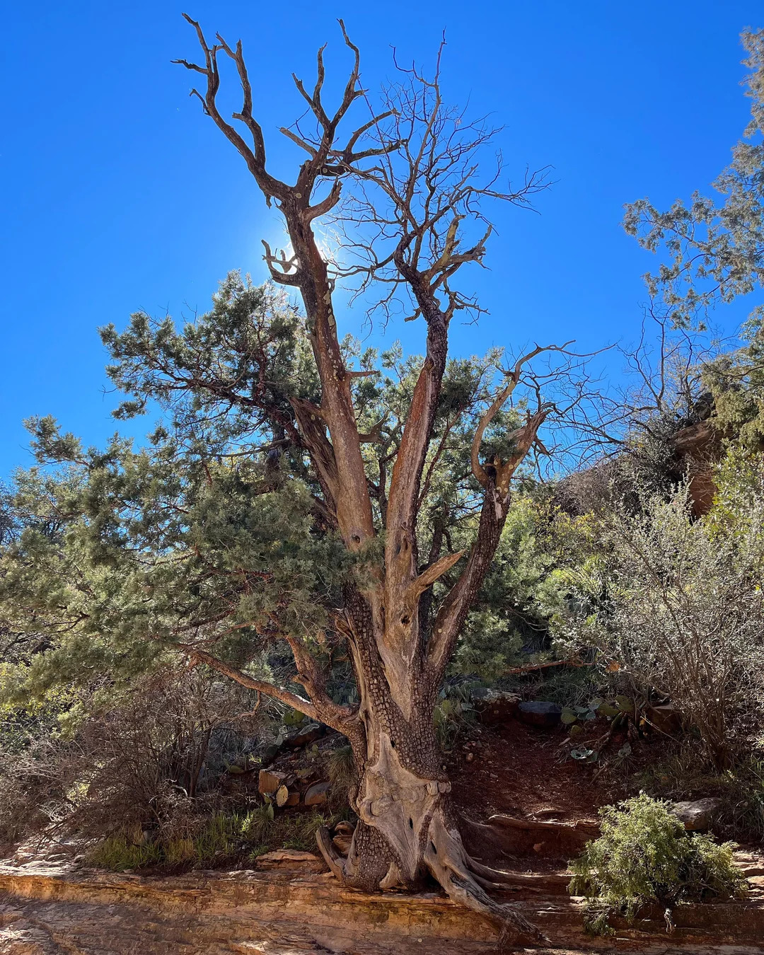 Juniper Tree