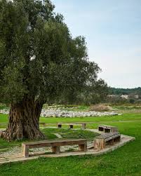 Olive Tree