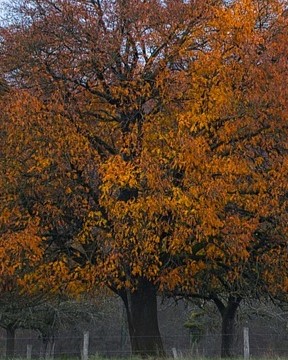 Red Oak Tree